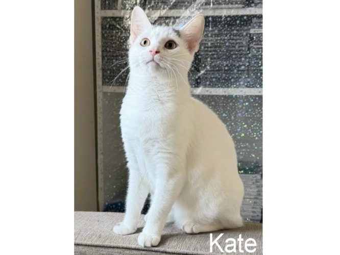KATE