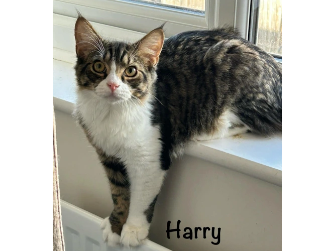 HARRY
