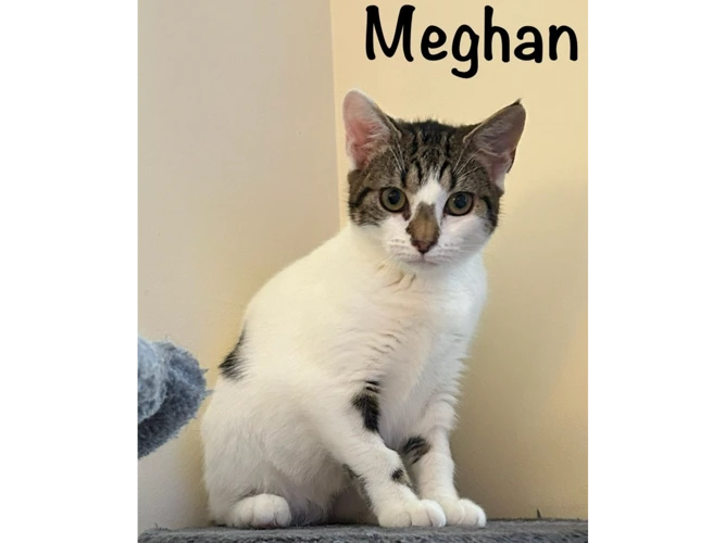 MEGHAN