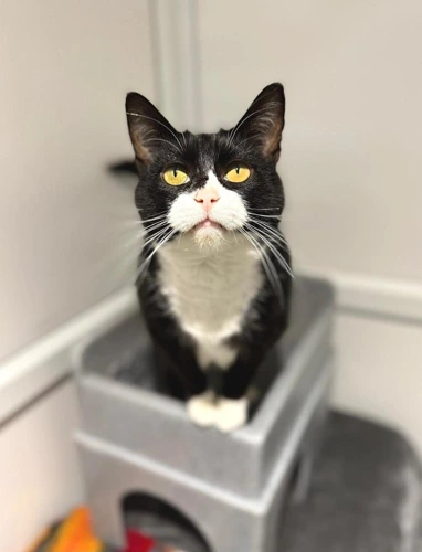Suki