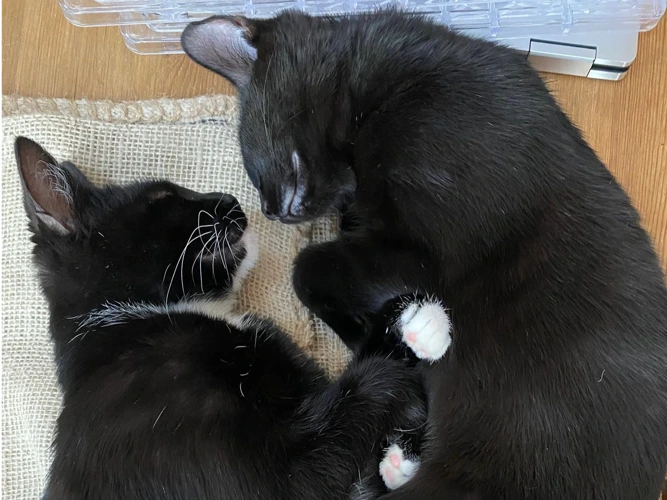 Apollita and Apollo