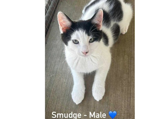 SMUDGE