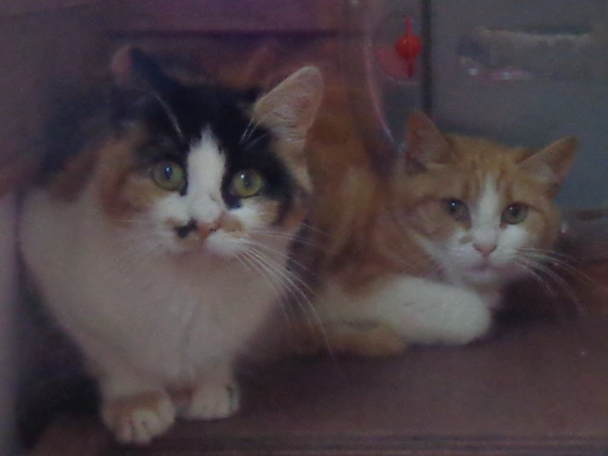 Callie and Jasmine