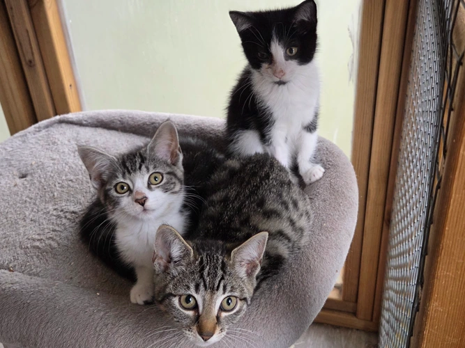 Lettie, Lottie & Logan