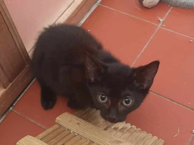 4 black kittens