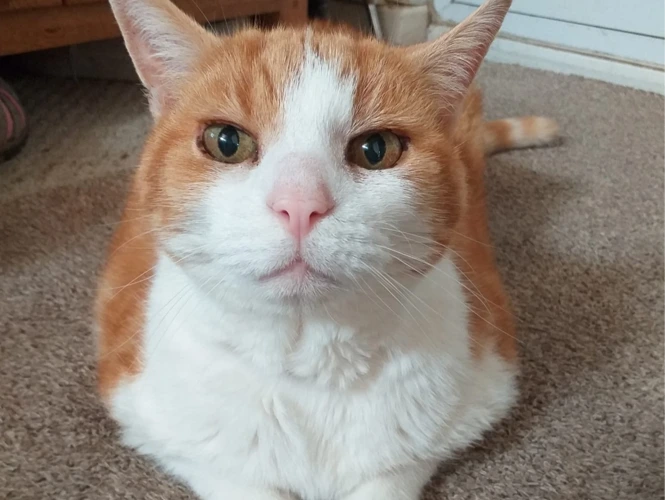 Bob