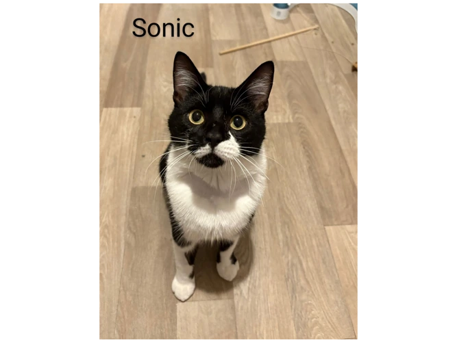 Sonic