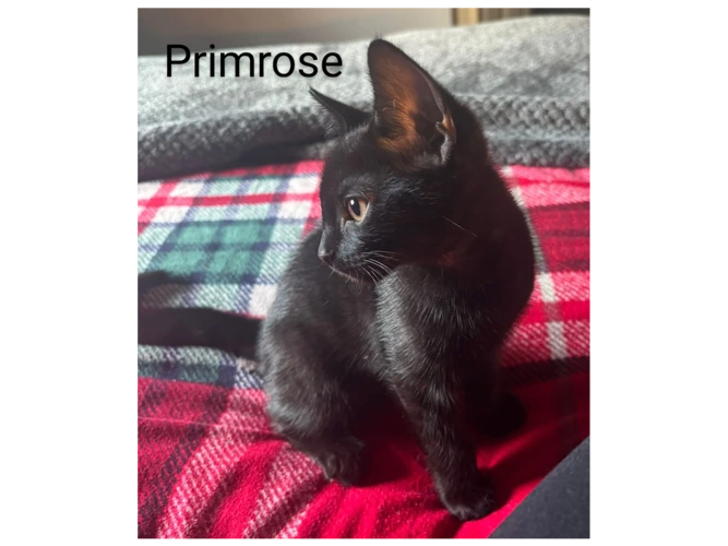 Primrose