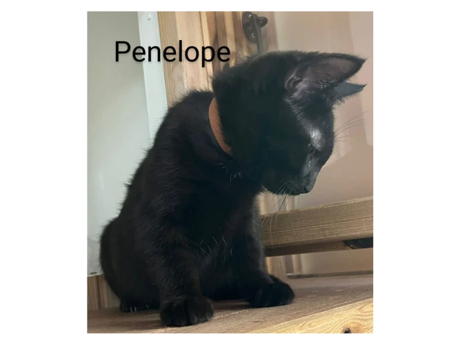 Penelope
