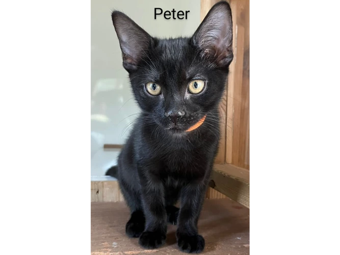 Peter