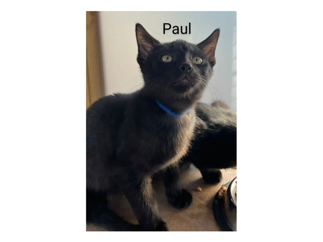 Paul