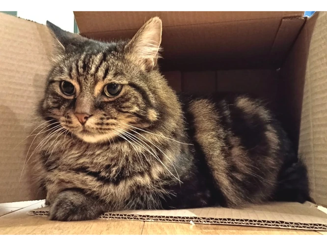 Oscar