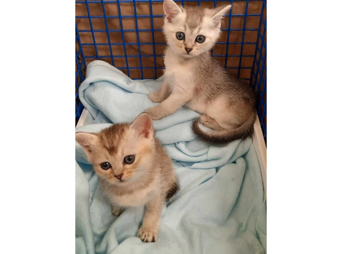 Tundra & Sitka