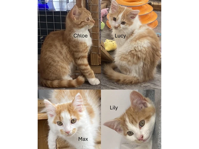 Kittens Chloe and Lily
