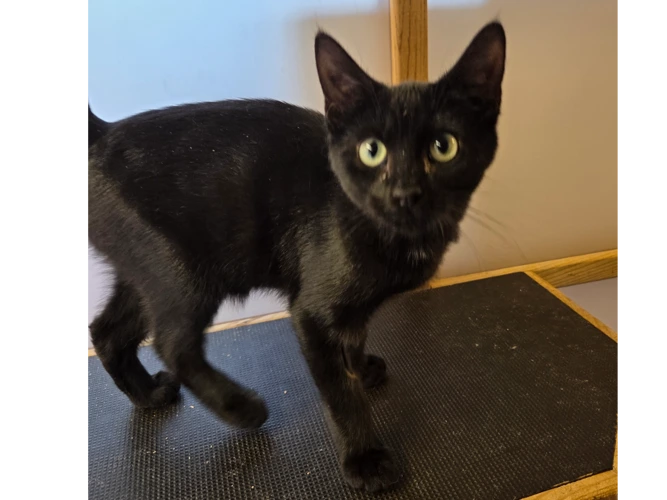 Nova