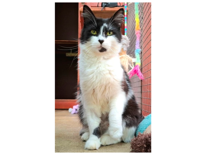 Mimi