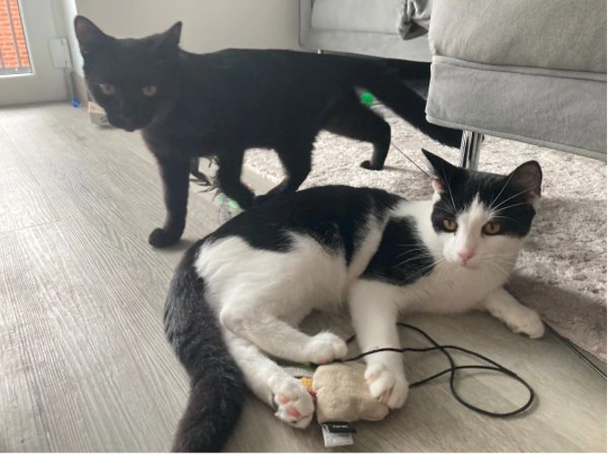Jasper  and James   (PAIR) OVERLOOKED