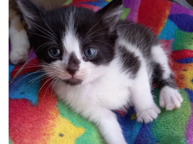 Hope (kitten)