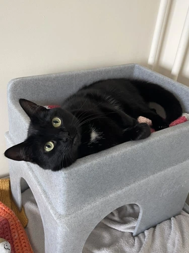 Sophie