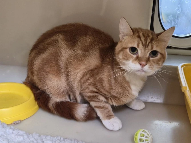 Garfield
