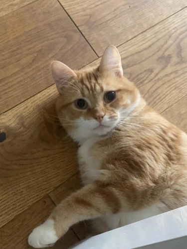 Garfield