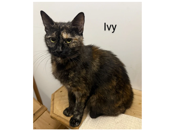 Ivy