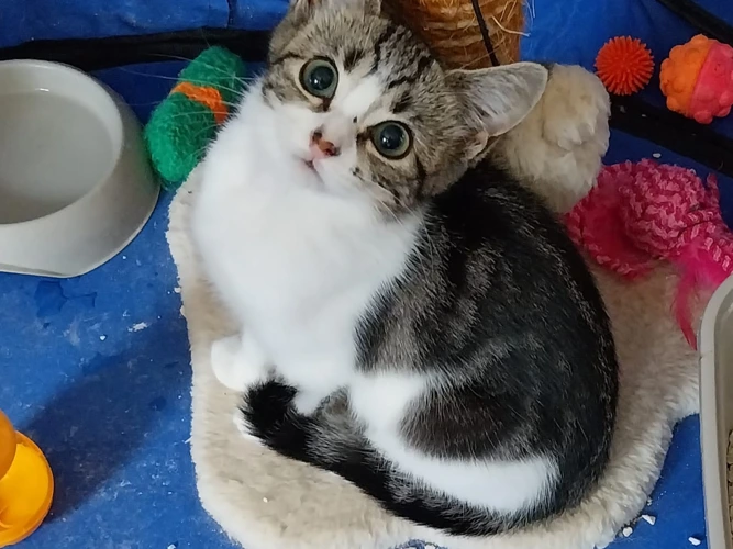 Pixie