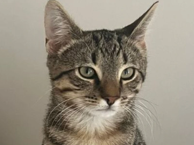 PEPPER
