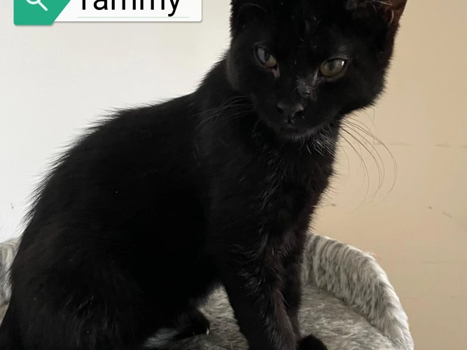 Tammy