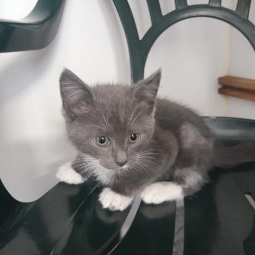 Cleo Kitten Elsie