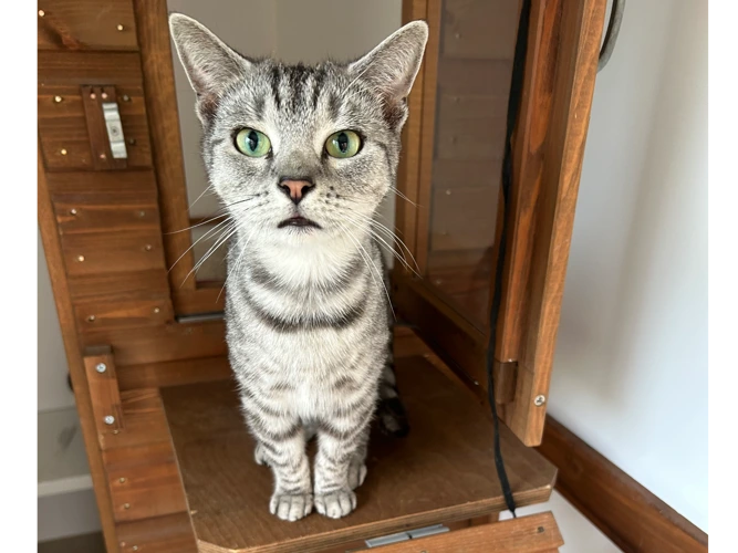 Kiki