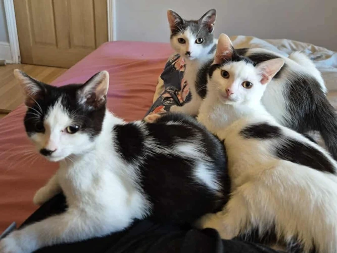 Sam, Pippin & Merry