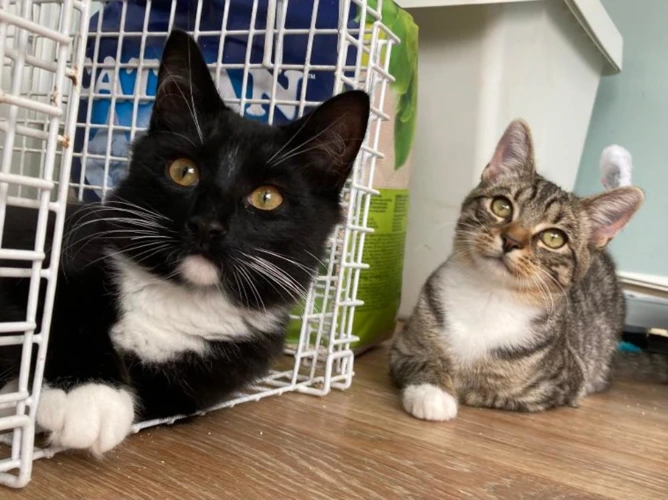 Cotton and Angel