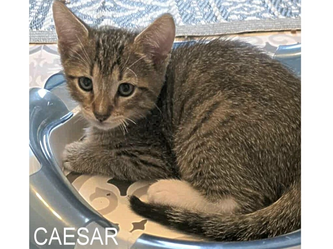 CAESAR