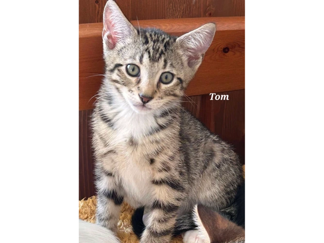 TOM