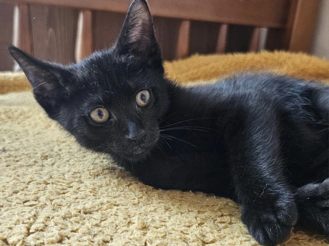 PEPPER