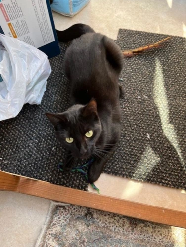 Kitty