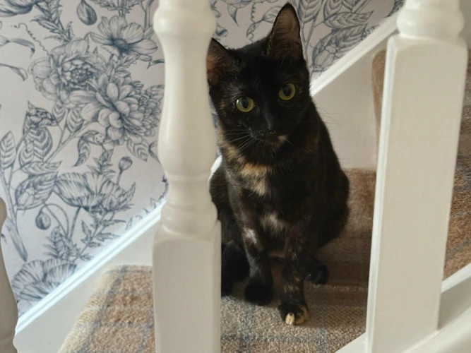 Rosie