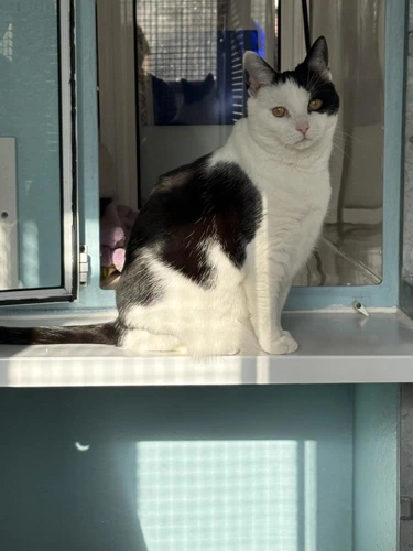 Oscar