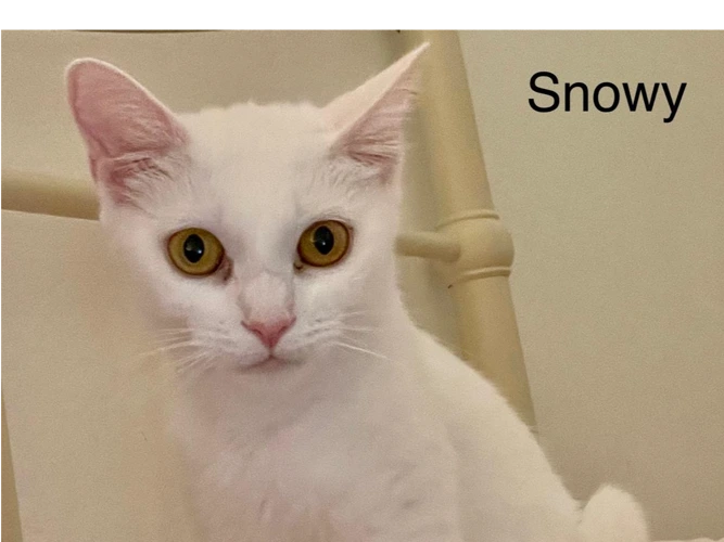 Snowy
