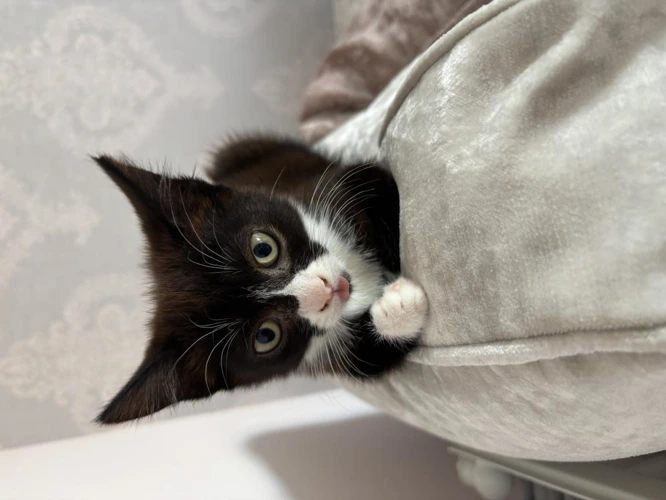Dexie