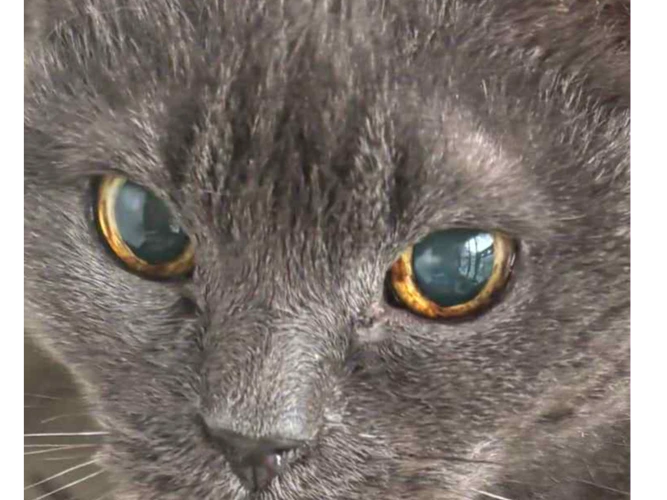 Iris