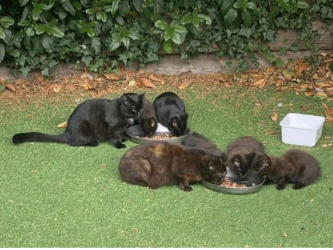 Feral Home Wanted