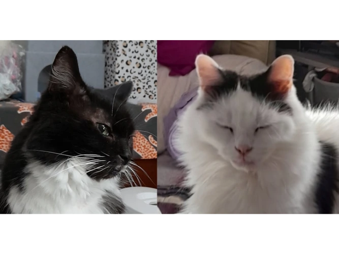 Vashti and Ziggy
