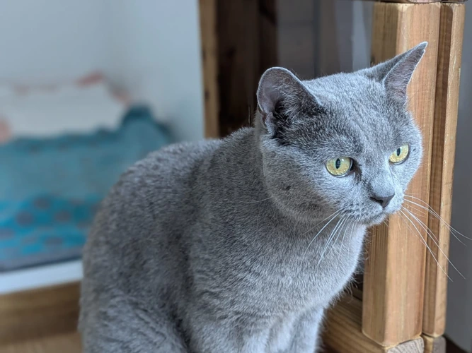 Juno