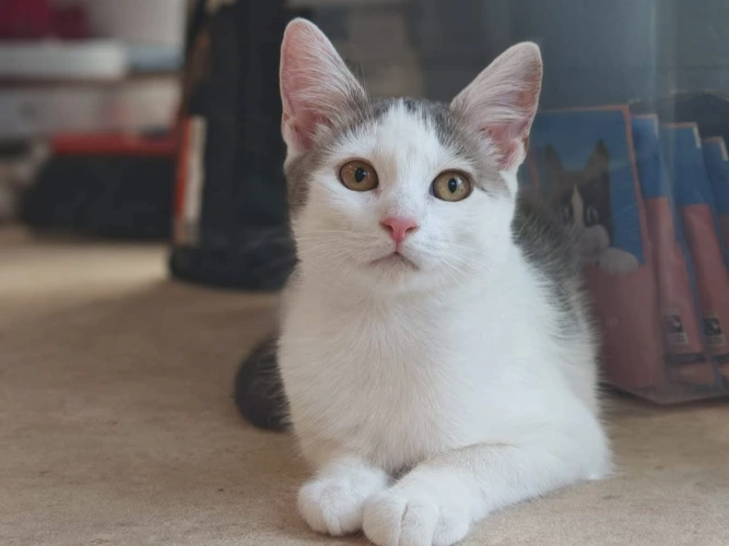 Nova