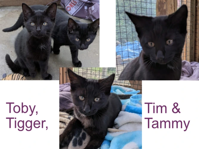 Tim, Toby, Tigger & Tammy