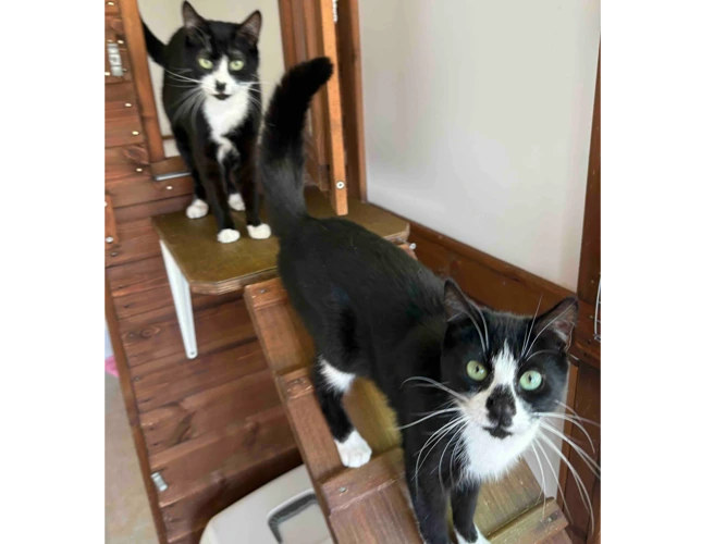 MINNIE & MISSY