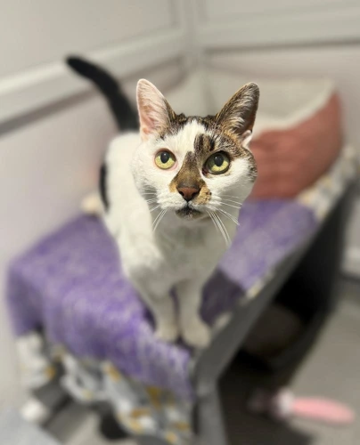 Duchess