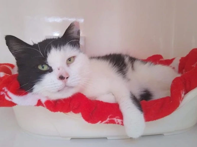 New Cats In Soon